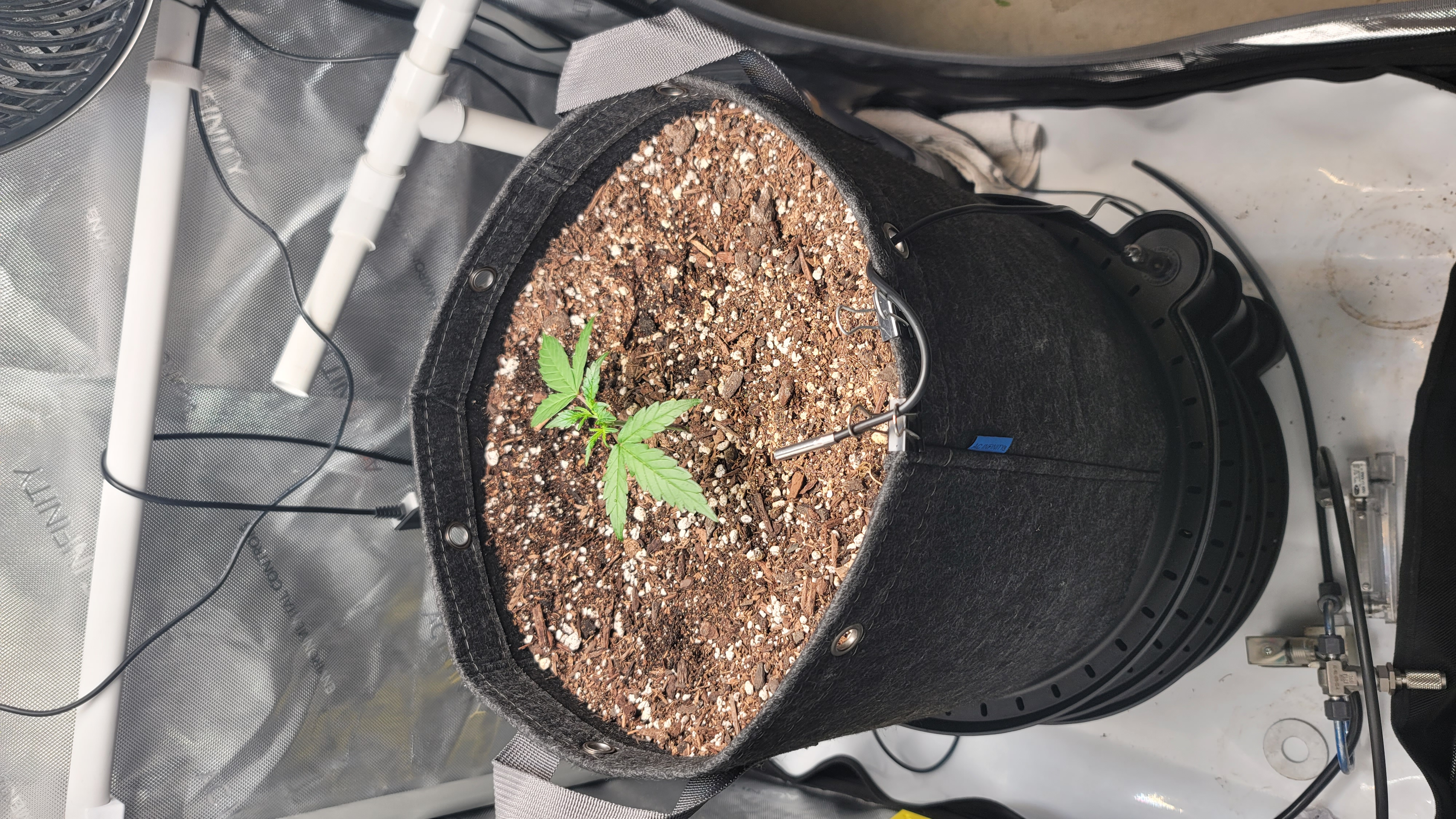 Number Two.  Lola — vegetative, day 31