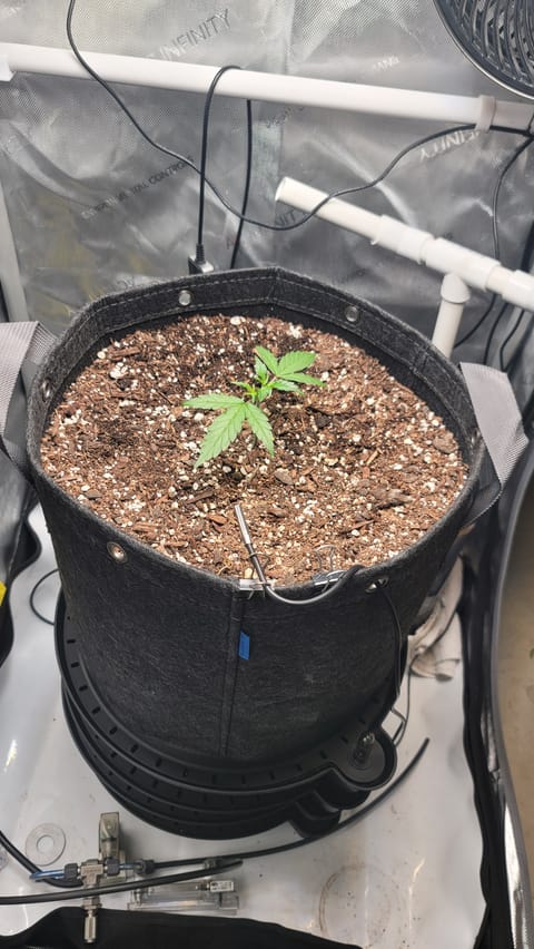 Number Two. Lola — vegetative, day 31