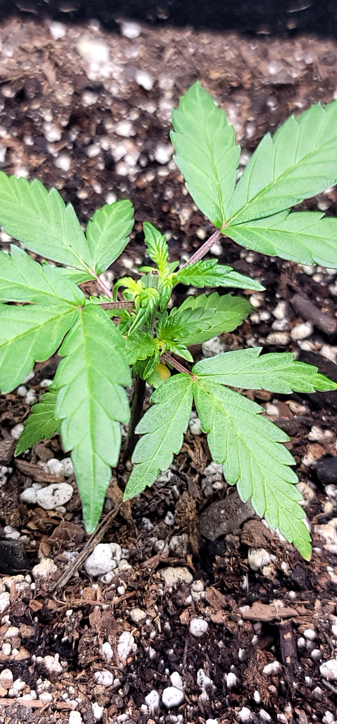 Number Two.  Lola — vegetative, day 31