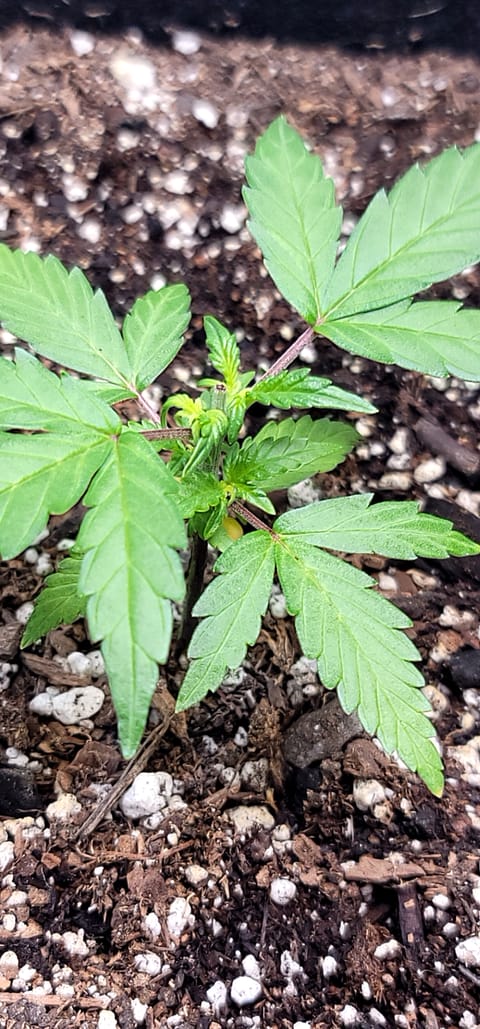 Number Two. Lola — vegetative, day 31