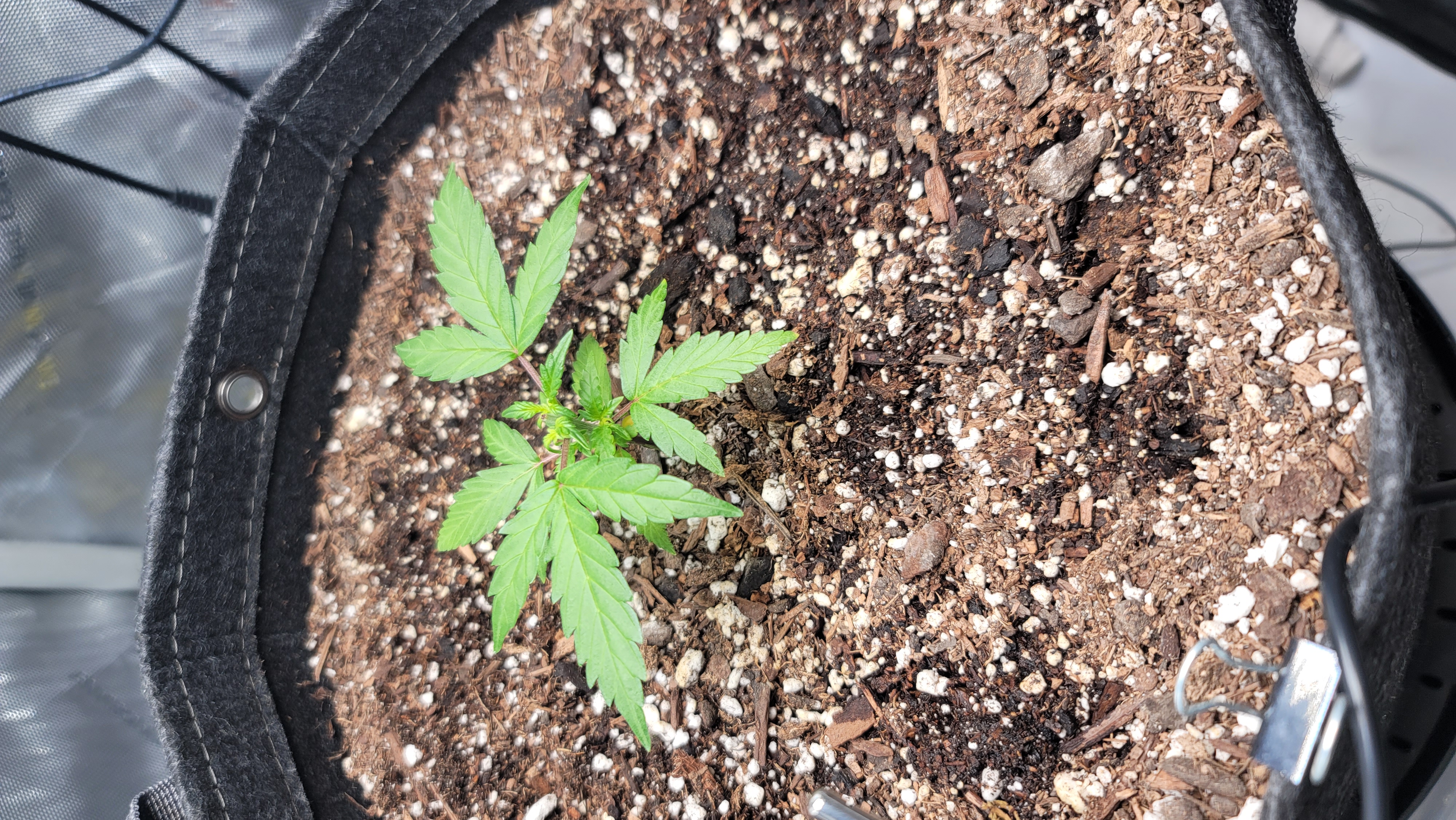 Number Two.  Lola — vegetative, day 31
