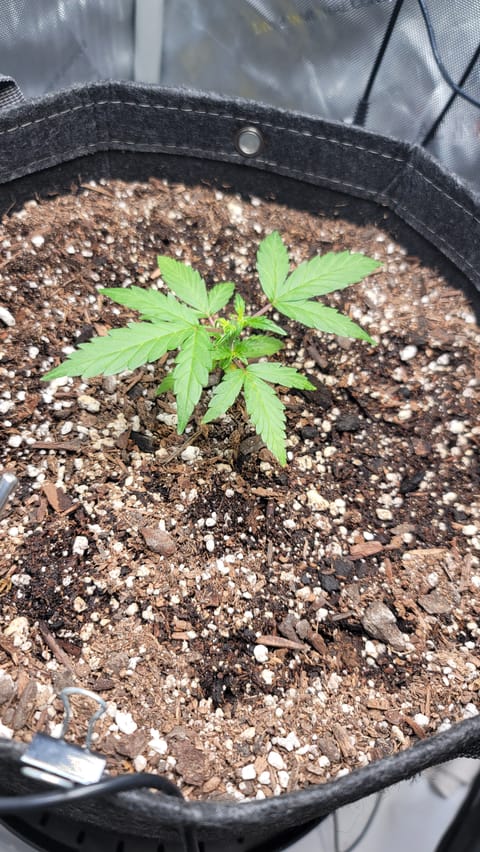 Number Two. Lola — vegetative, day 31