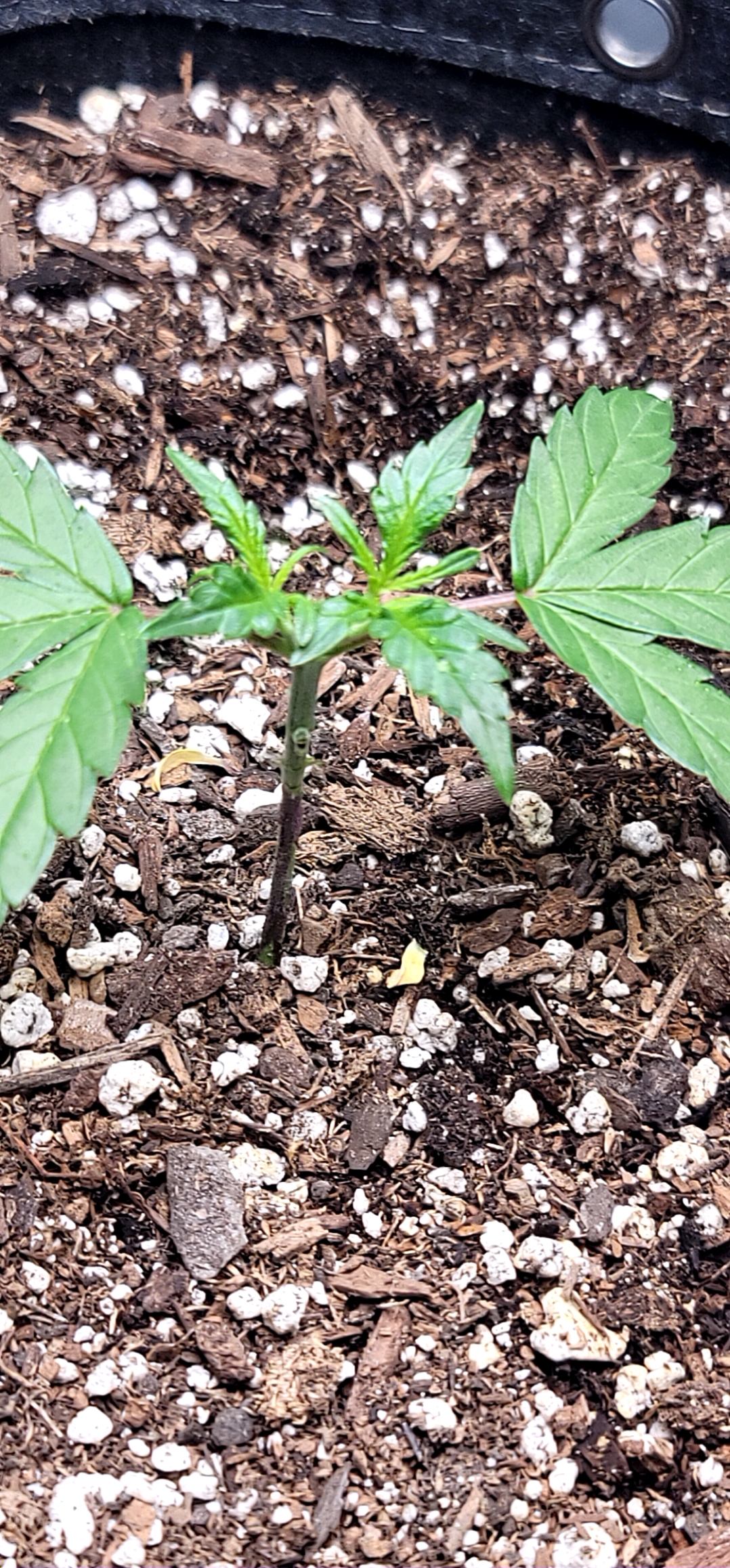 Number Two.  Lola — vegetative, day 32