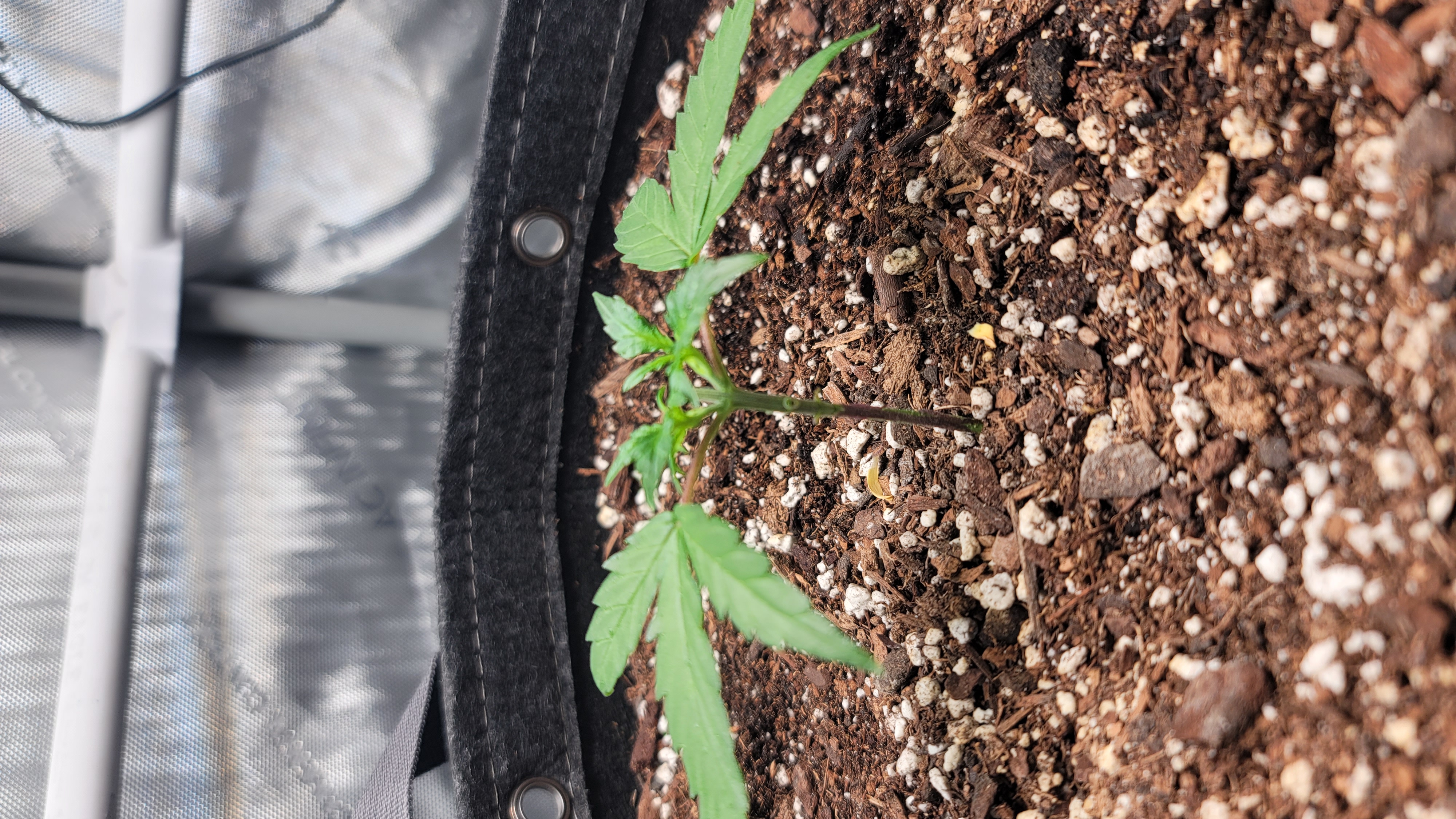 Number Two.  Lola — vegetative, day 32