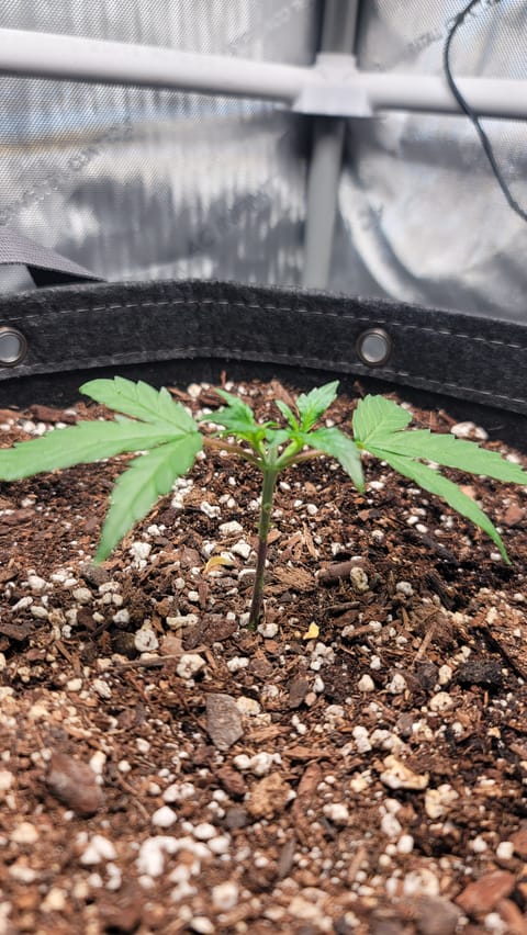 Number Two. Lola — vegetative, day 32