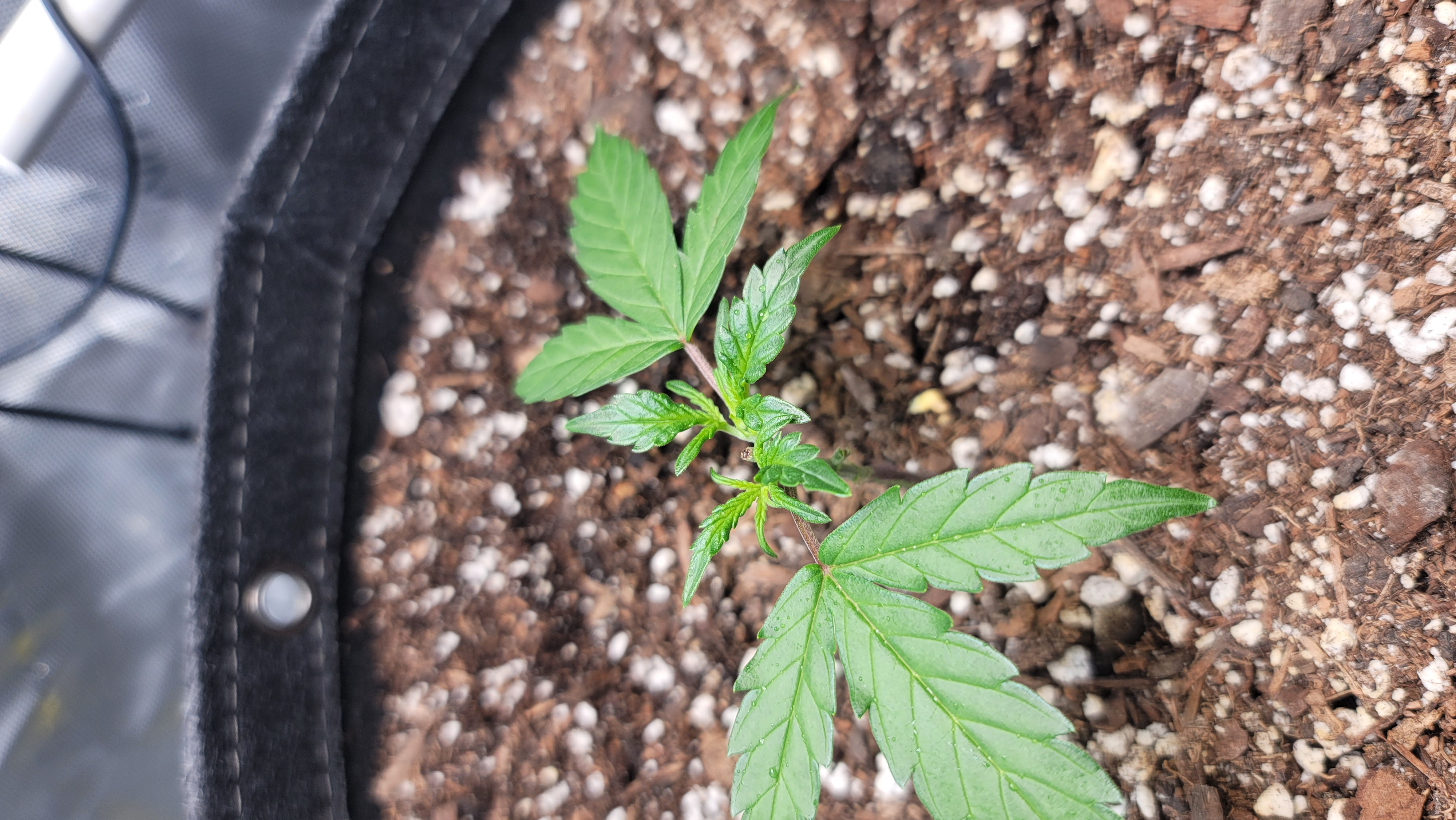Number Two.  Lola — vegetative, day 32