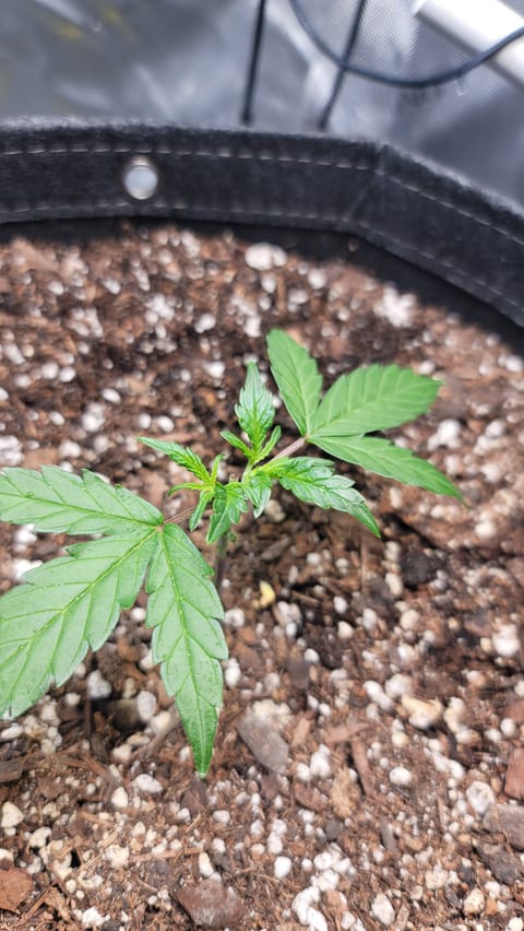 Number Two. Lola — vegetative, day 32