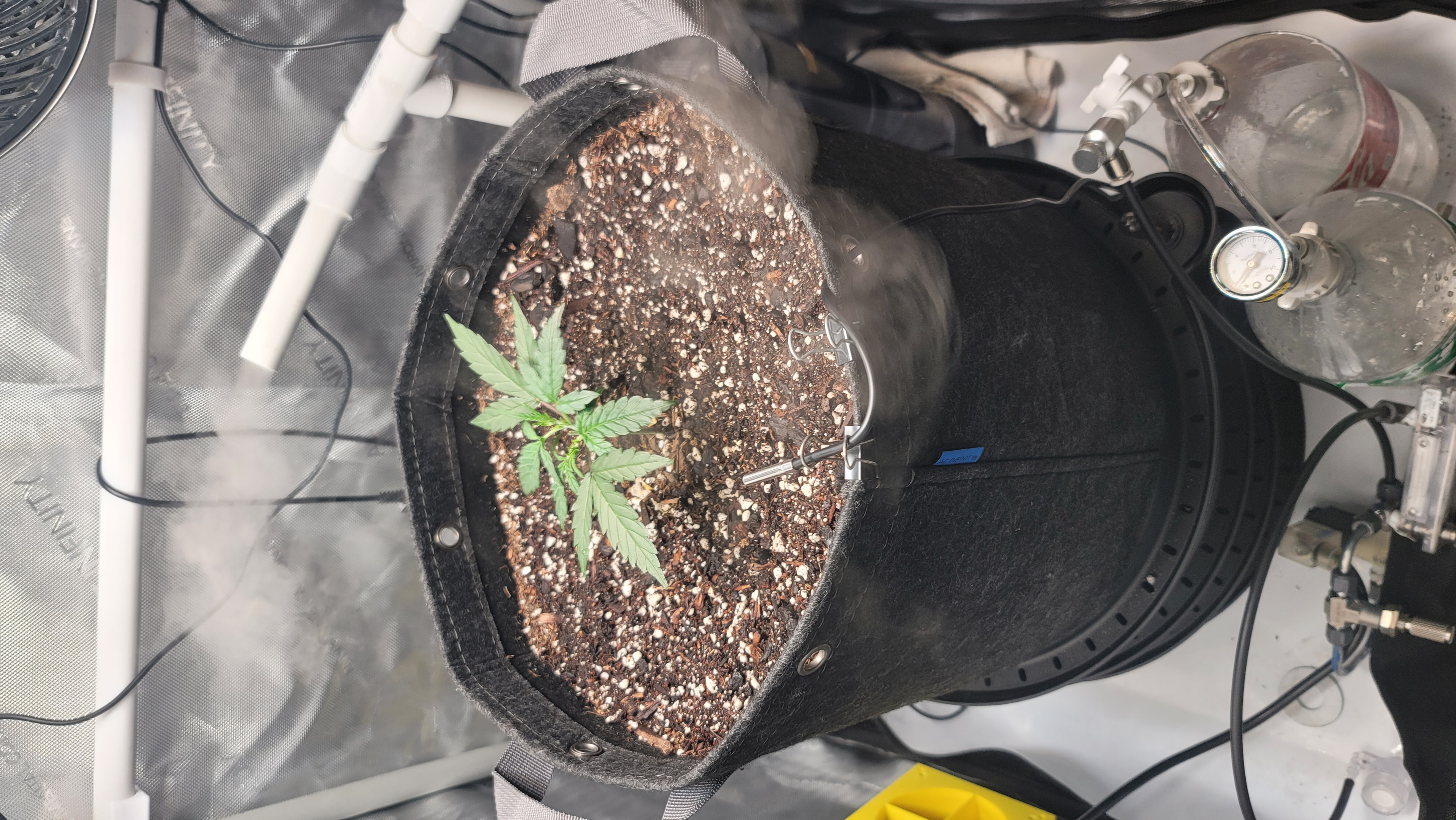 Number Two.  Lola — vegetative, day 34