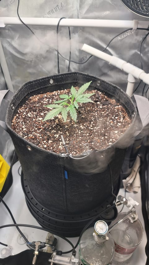 Number Two. Lola — vegetative, day 34