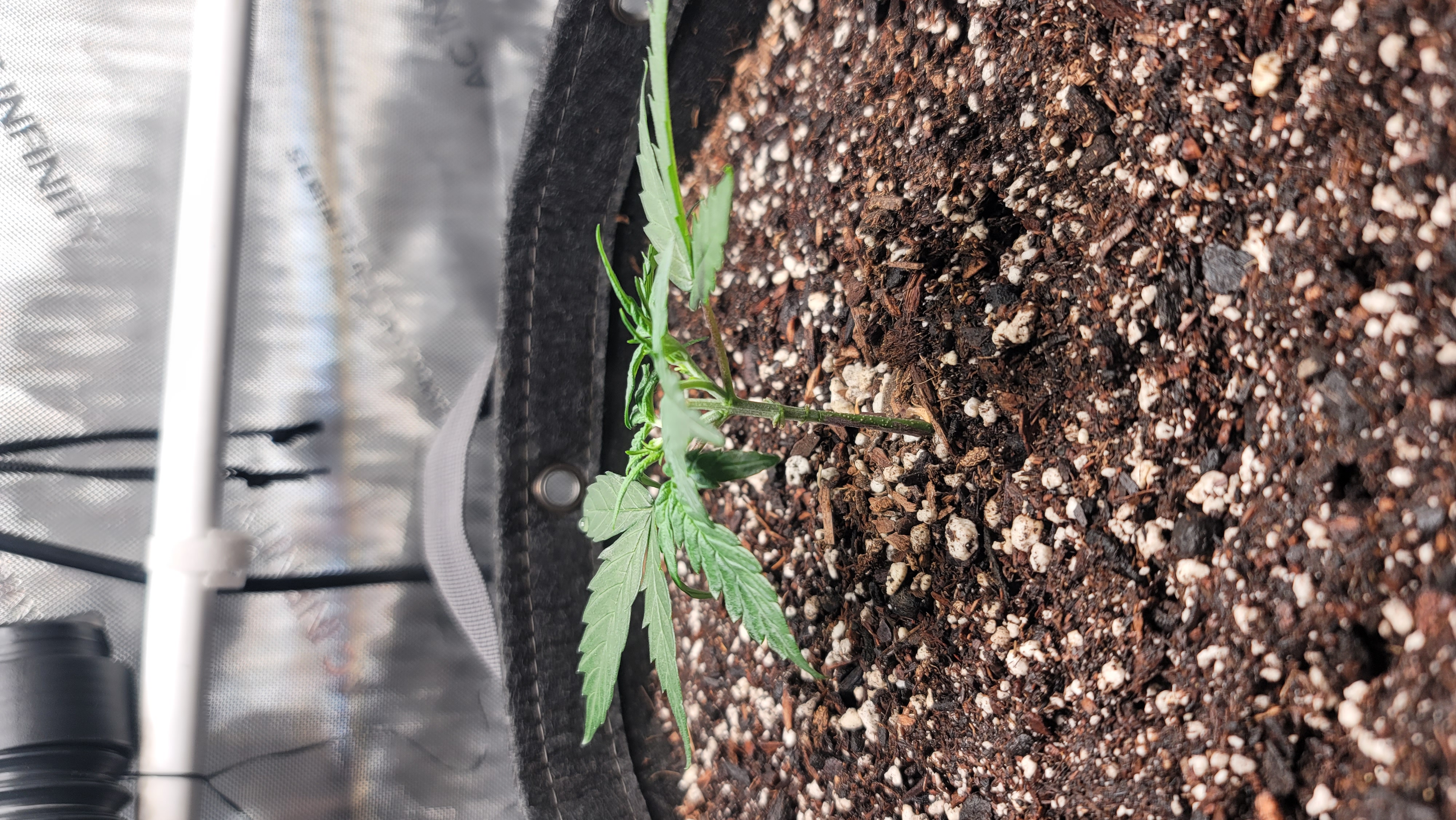 Number Two.  Lola — vegetative, day 34