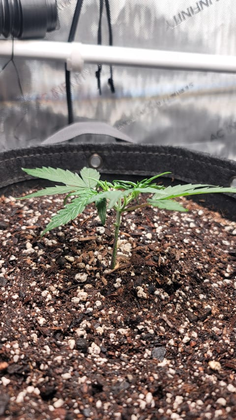 Number Two. Lola — vegetative, day 34