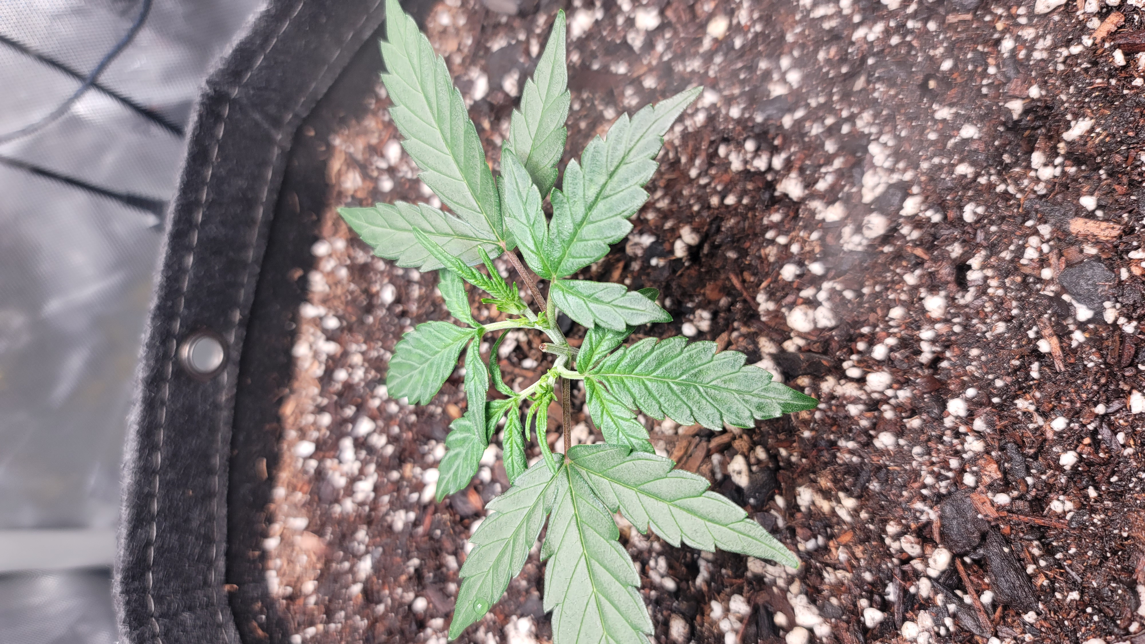 Number Two.  Lola — vegetative, day 34