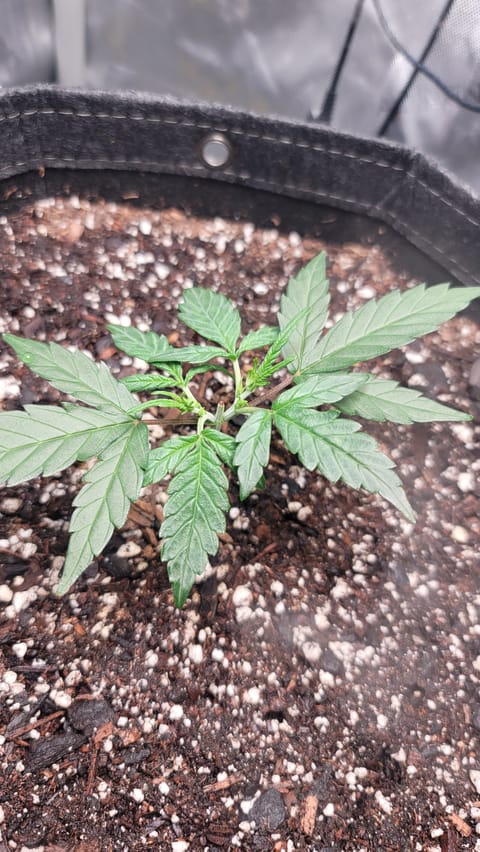 Number Two. Lola — vegetative, day 34