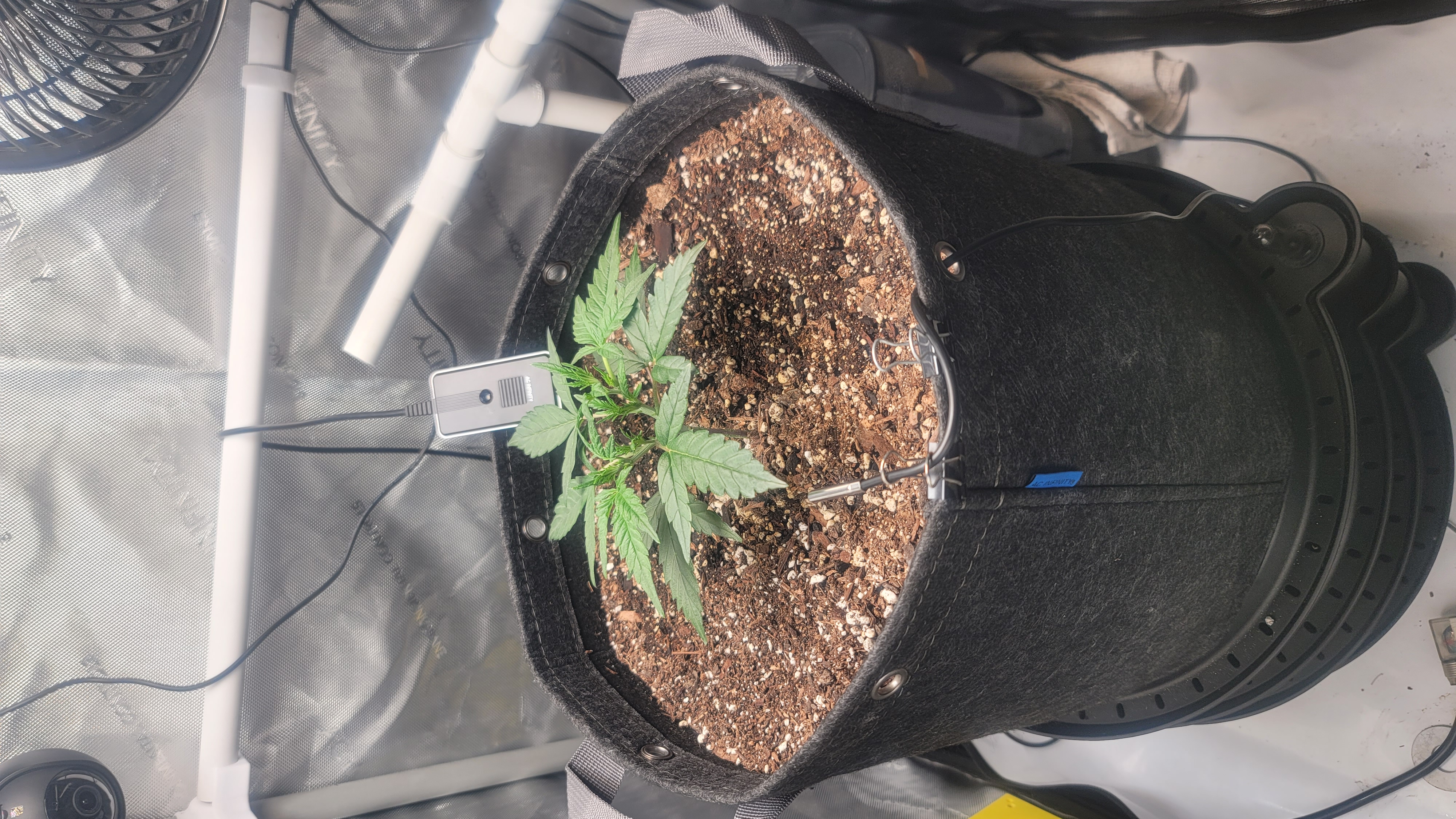 Number Two.  Lola — vegetative, day 37