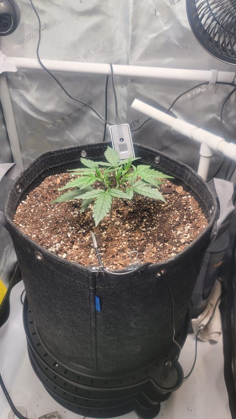 Number Two. Lola — vegetative, day 37