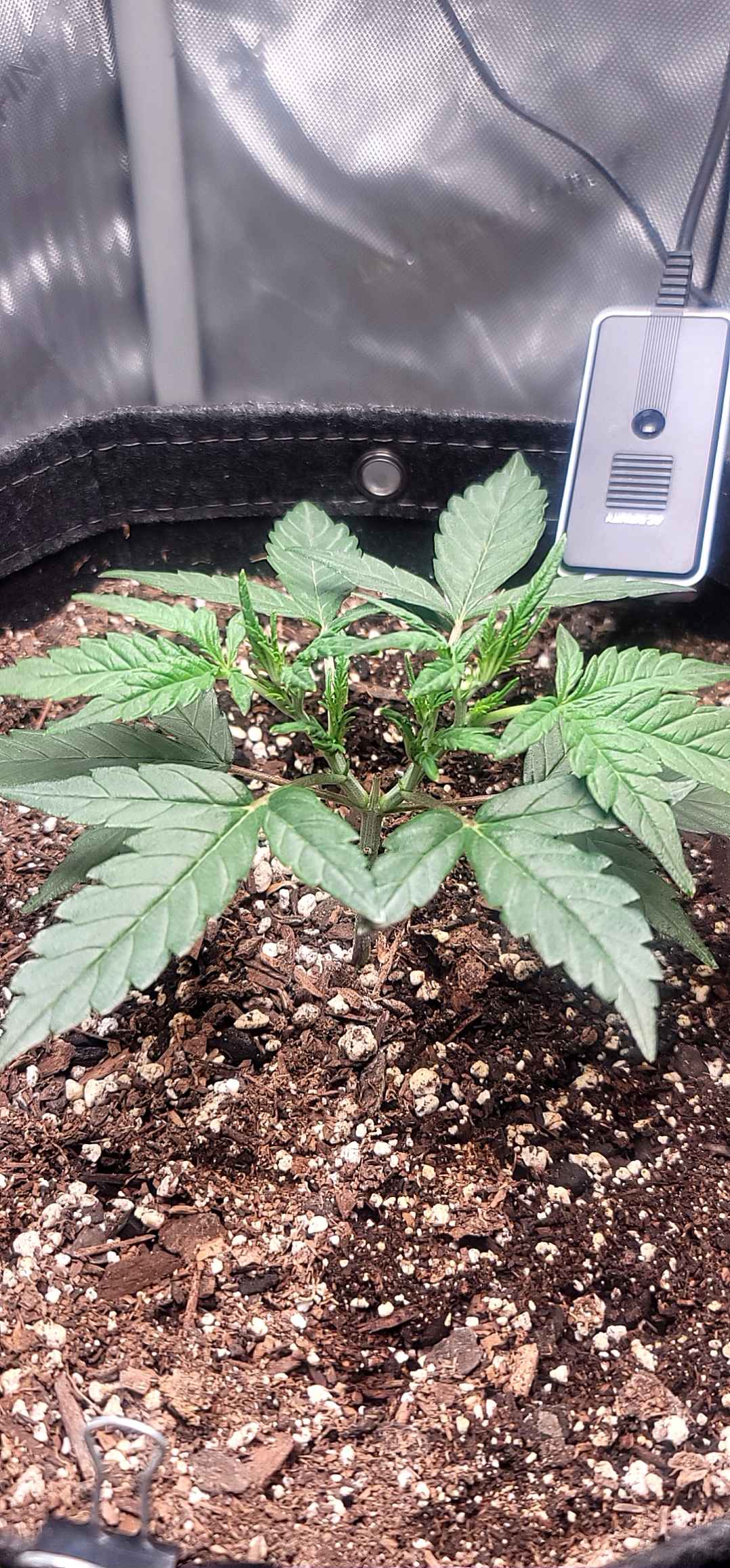 Number Two.  Lola — vegetative, day 37