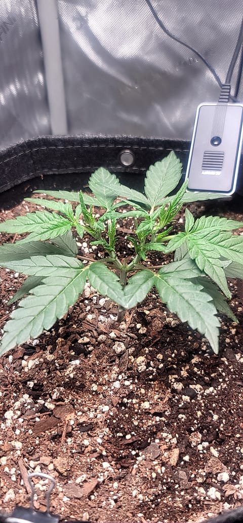 Number Two. Lola — vegetative, day 37