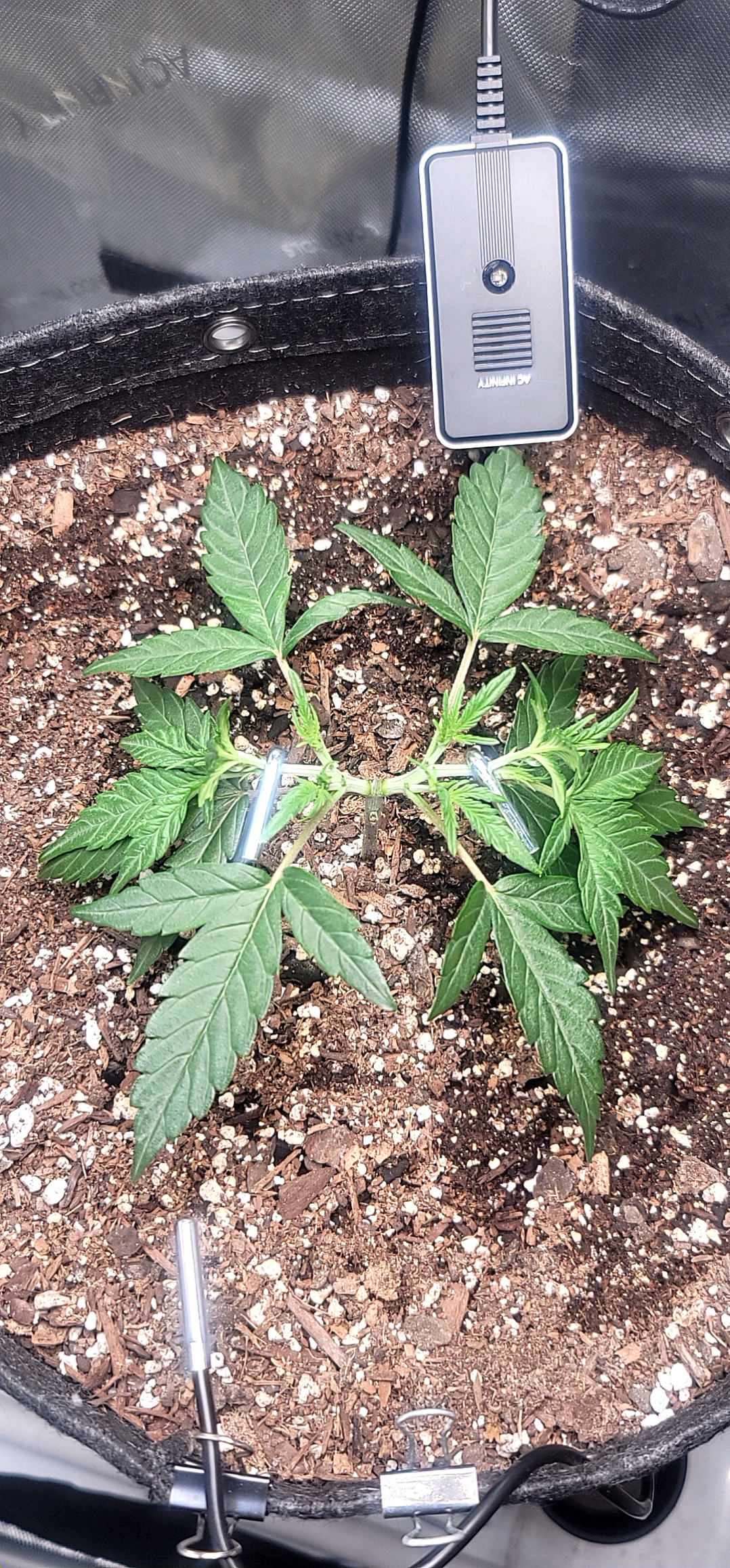 Number Two.  Lola — vegetative, day 37