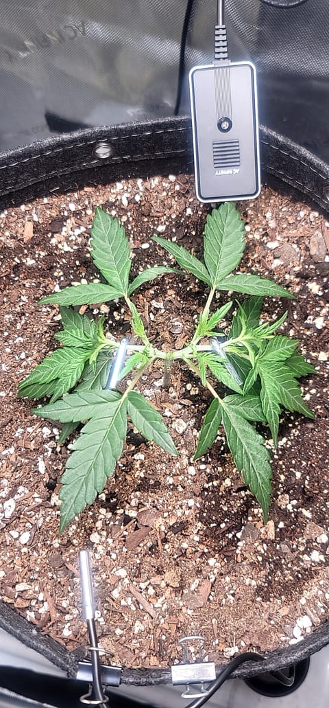 Number Two. Lola — vegetative, day 37