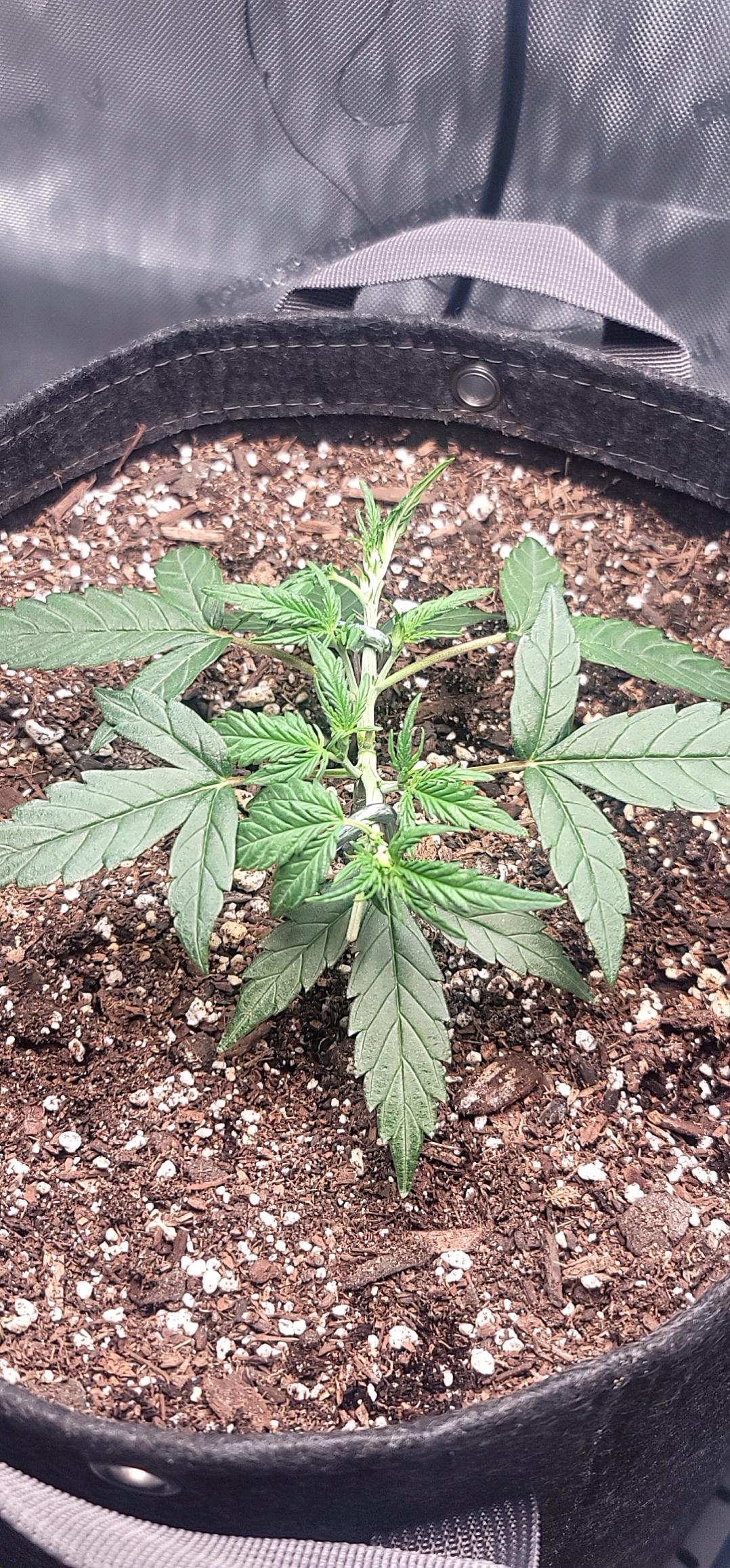Number Two.  Lola — vegetative, day 39