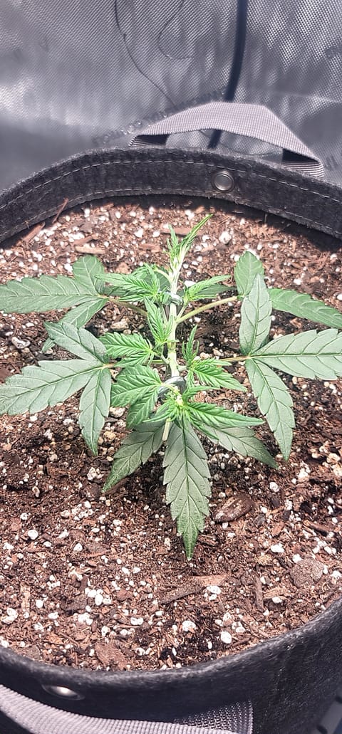 Number Two. Lola — vegetative, day 39