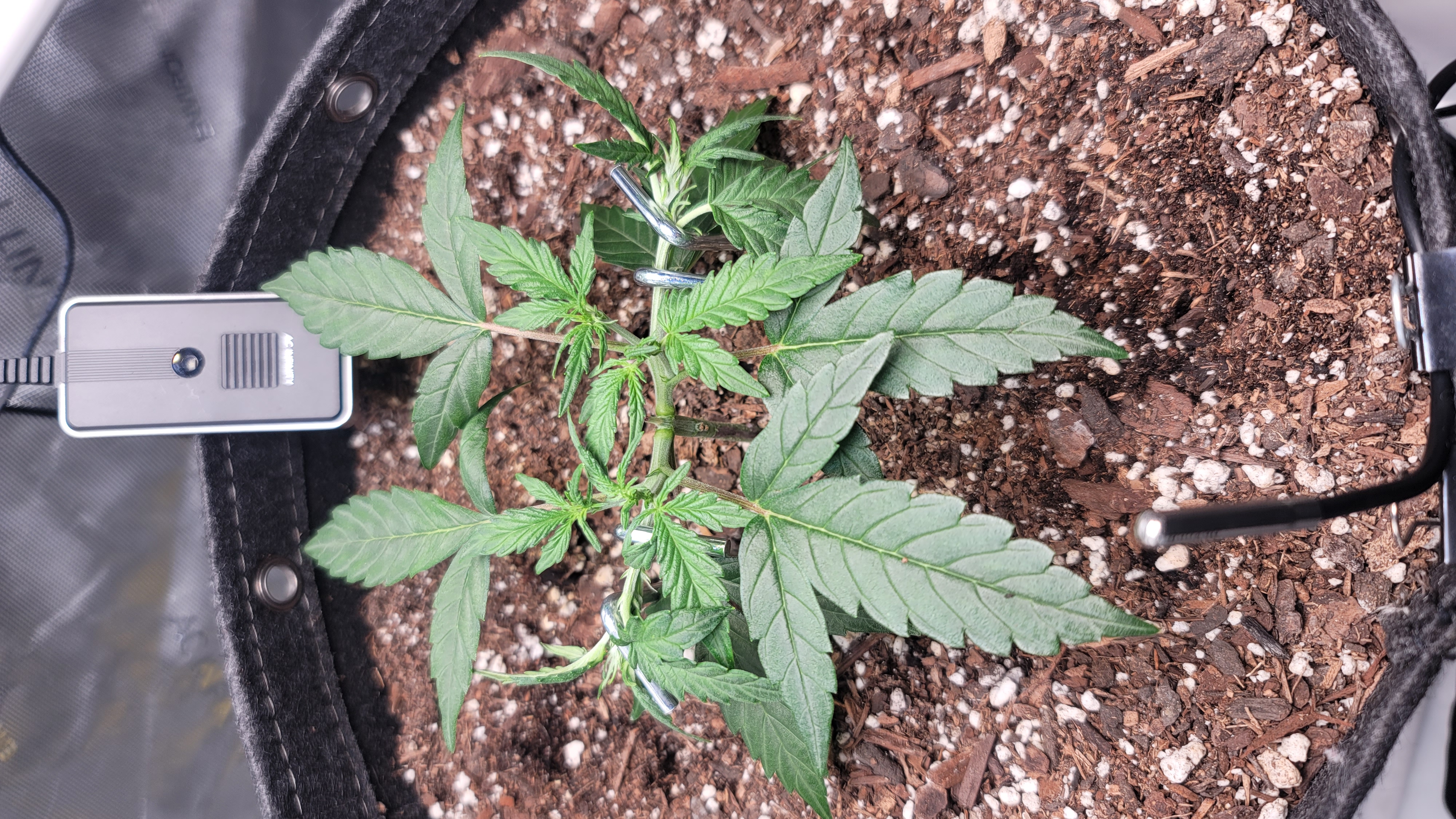 Number Two.  Lola — vegetative, day 39