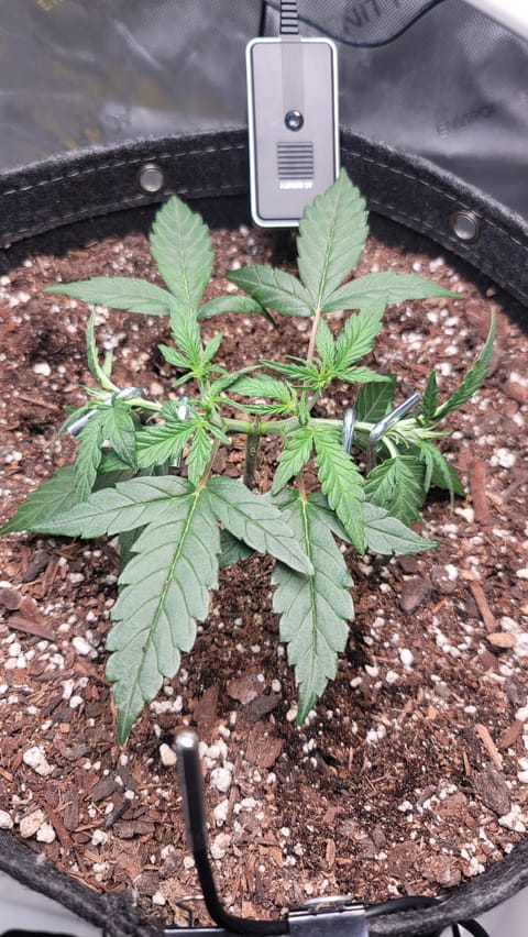 Number Two. Lola — vegetative, day 39