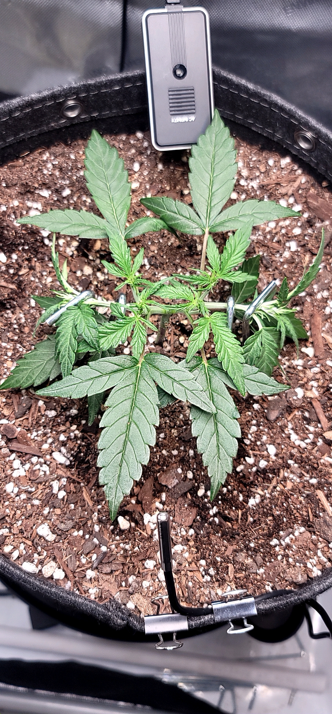 Number Two.  Lola — vegetative, day 39