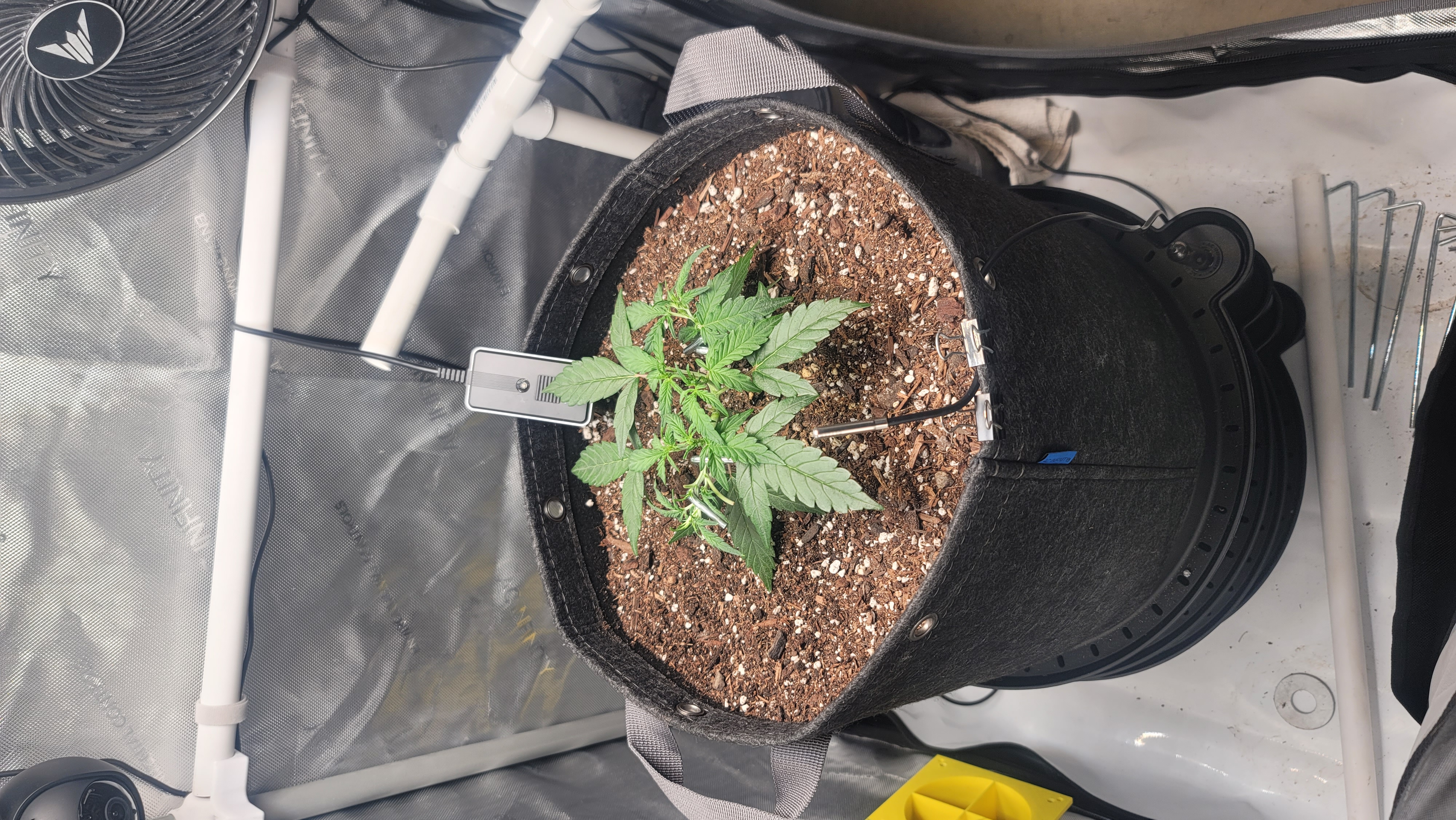 Number Two.  Lola — vegetative, day 40