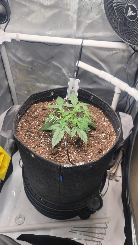 Number Two. Lola — vegetative, day 40