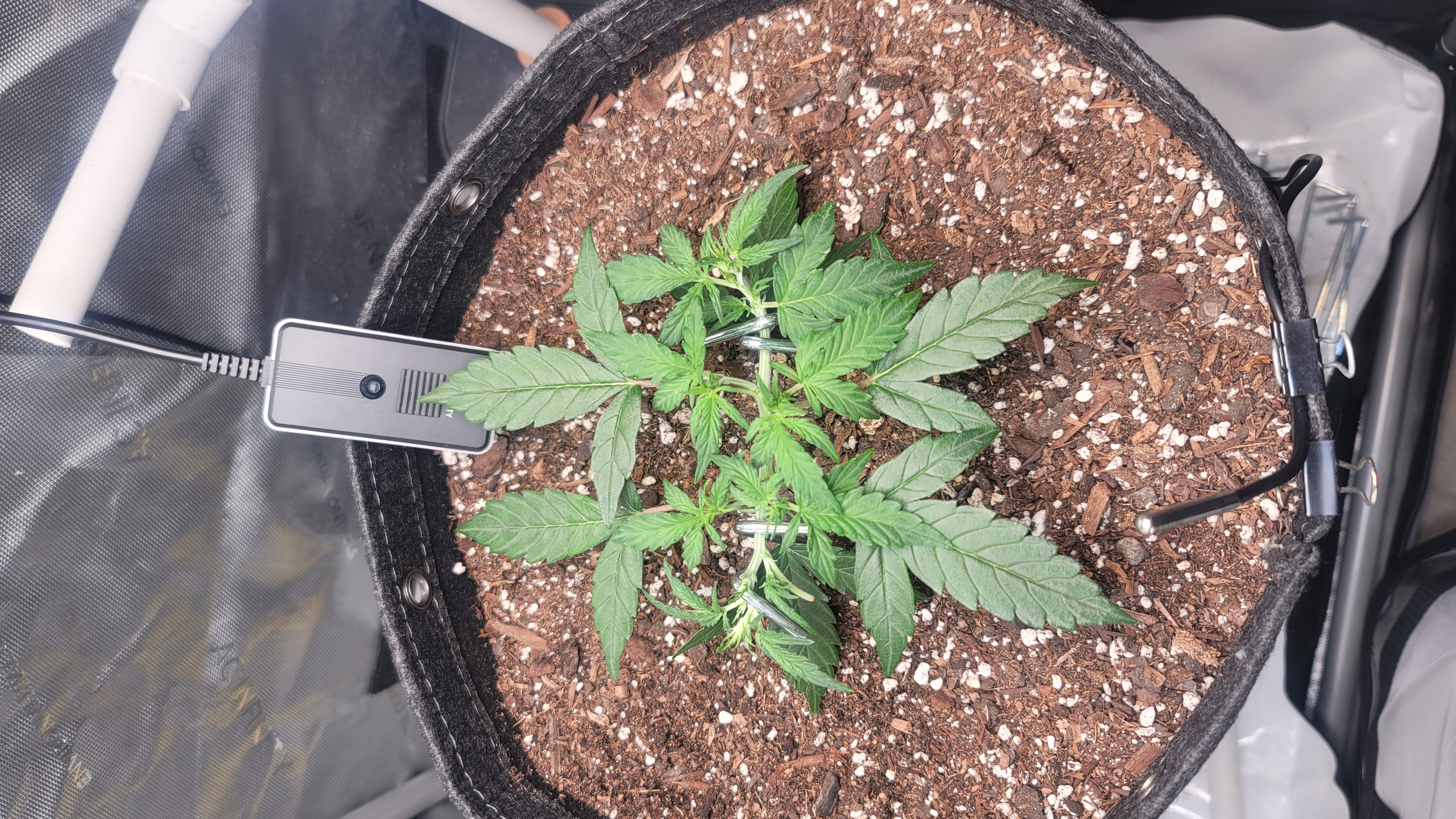 Number Two.  Lola — vegetative, day 40