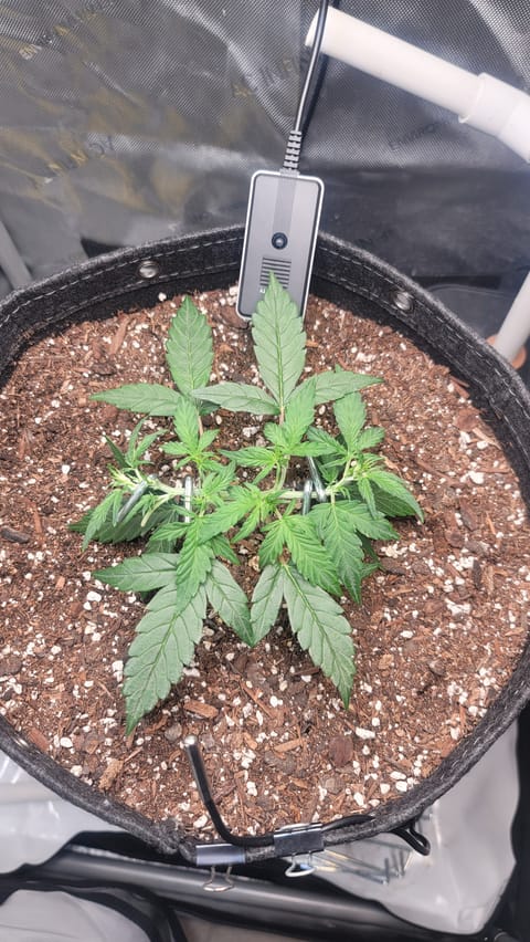 Number Two. Lola — vegetative, day 40
