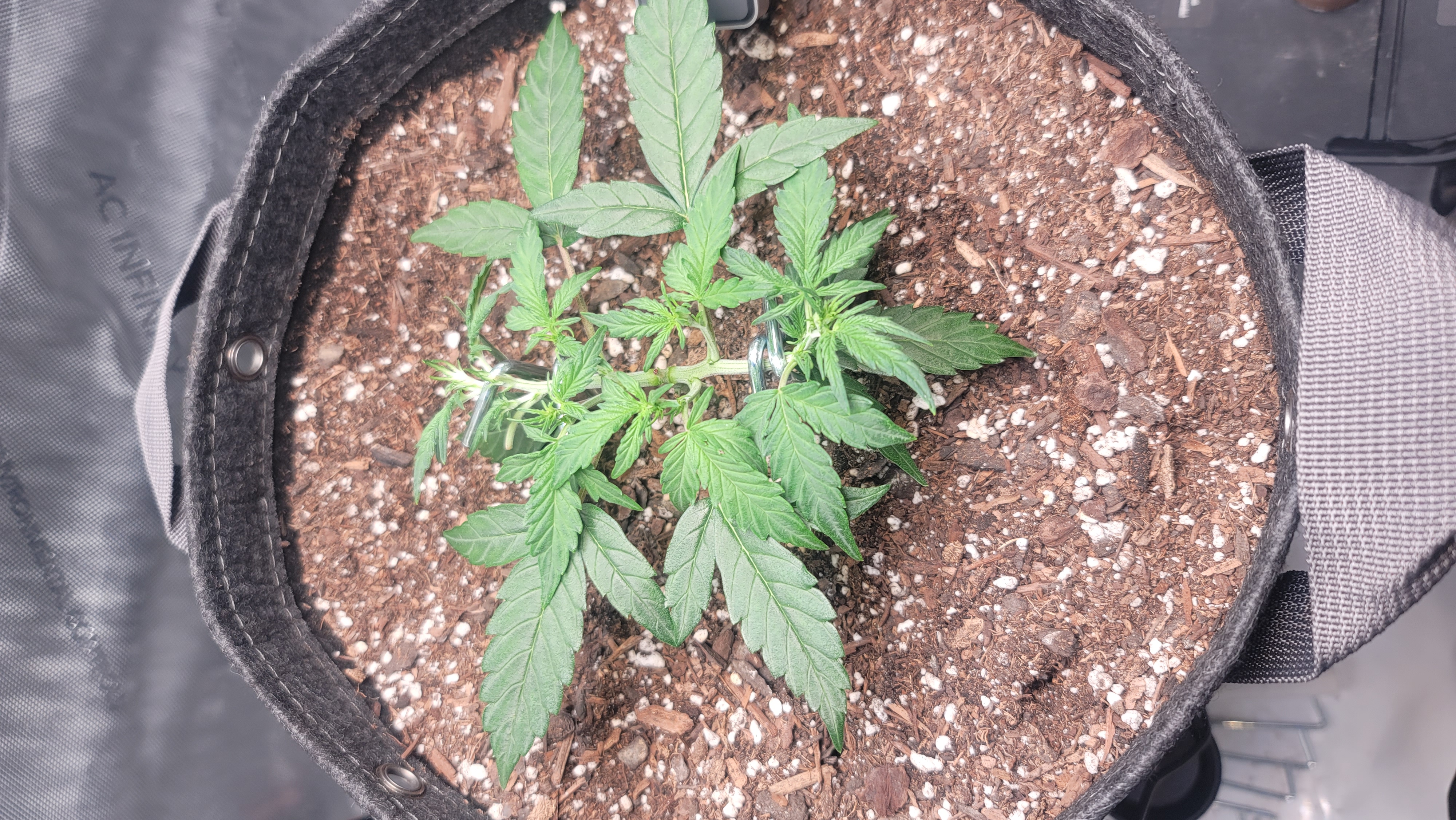 Number Two.  Lola — vegetative, day 40