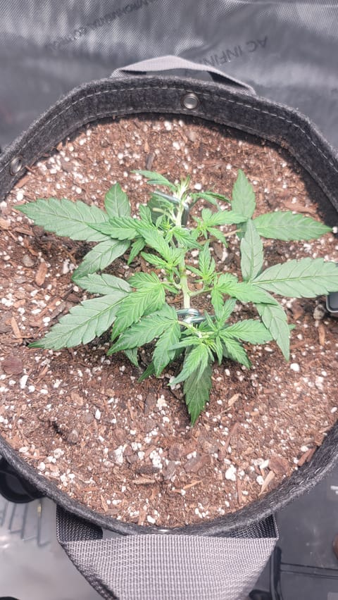 Number Two. Lola — vegetative, day 40