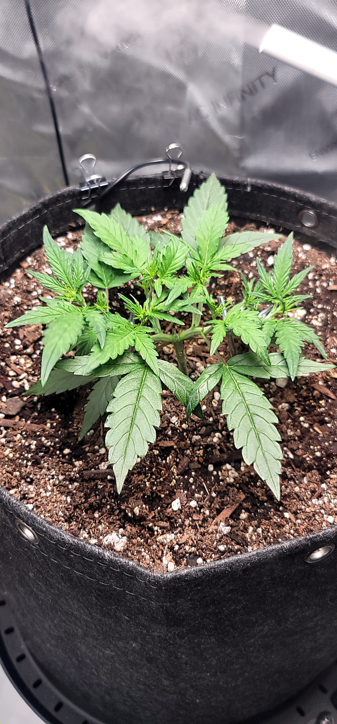 Number Two.  Lola — vegetative, day 41