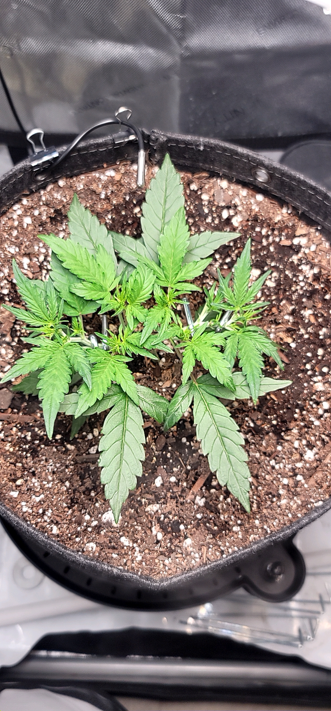 Number Two.  Lola — vegetative, day 41