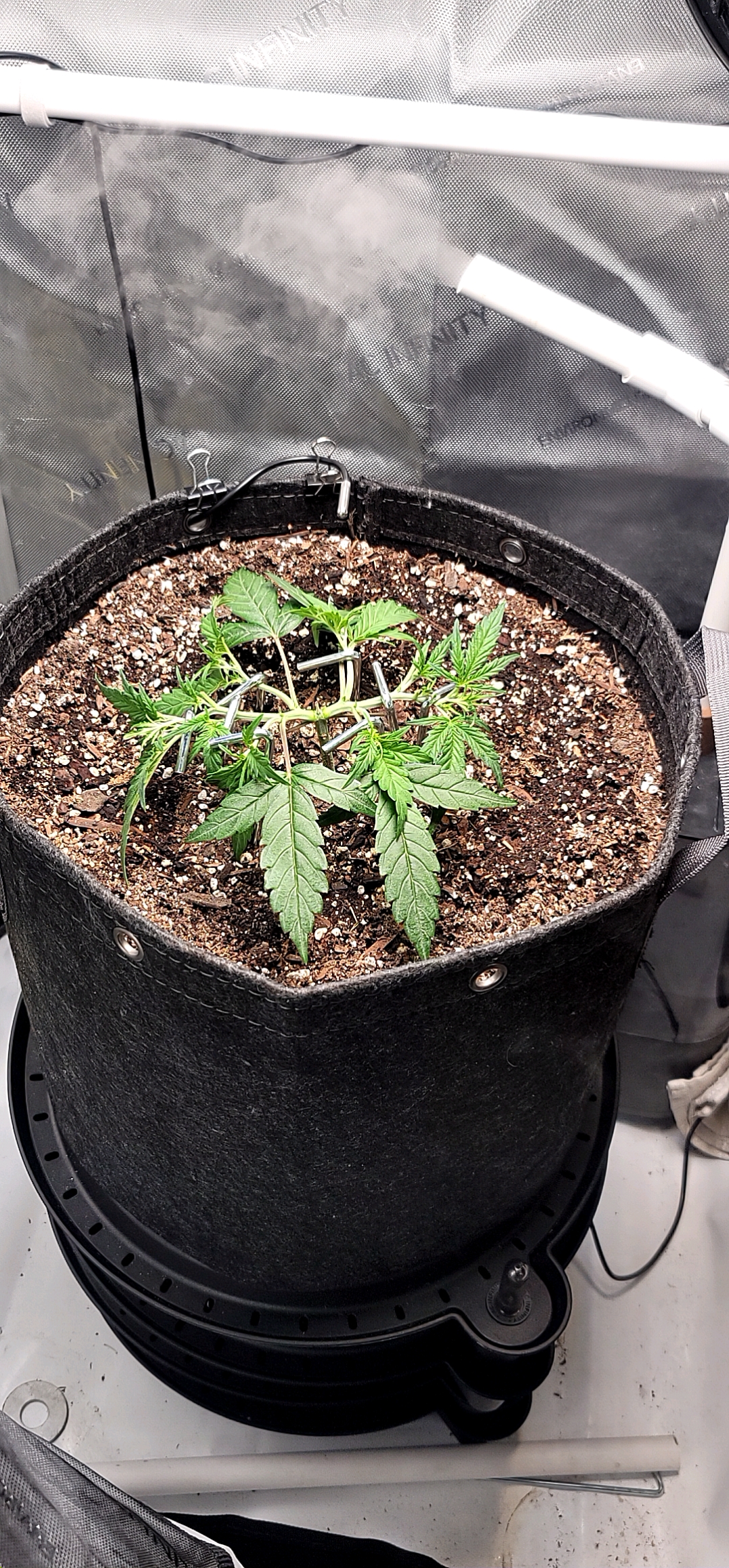 Number Two.  Lola — vegetative, day 41