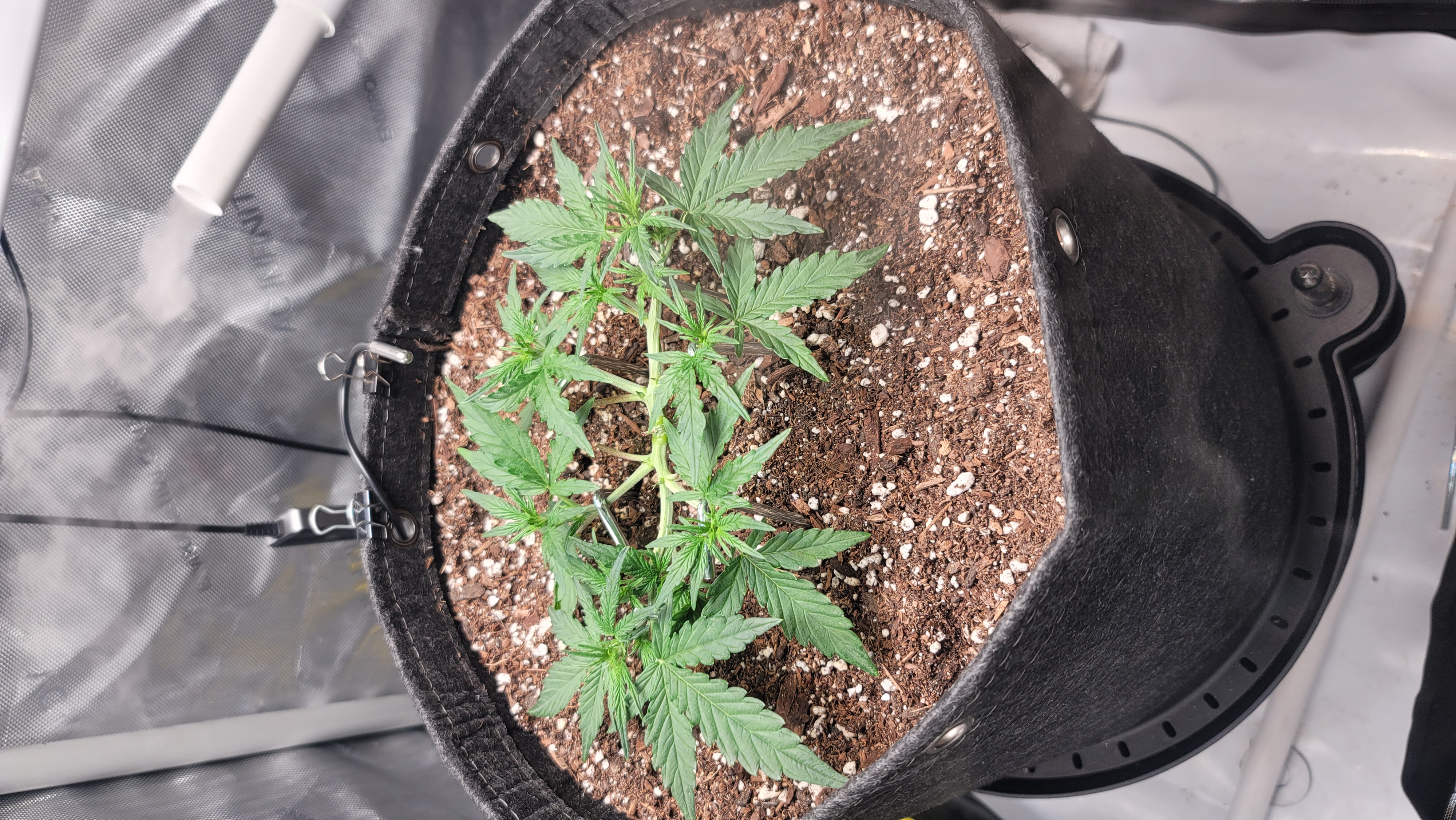Number Two.  Lola — vegetative, day 44