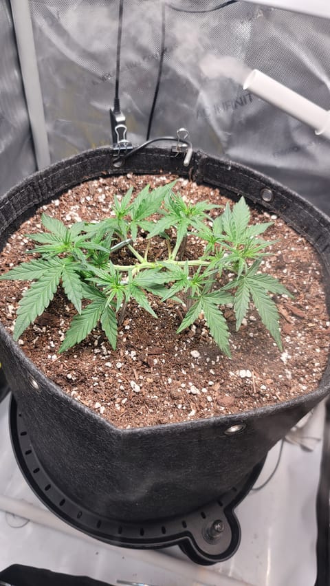 Number Two. Lola — vegetative, day 44