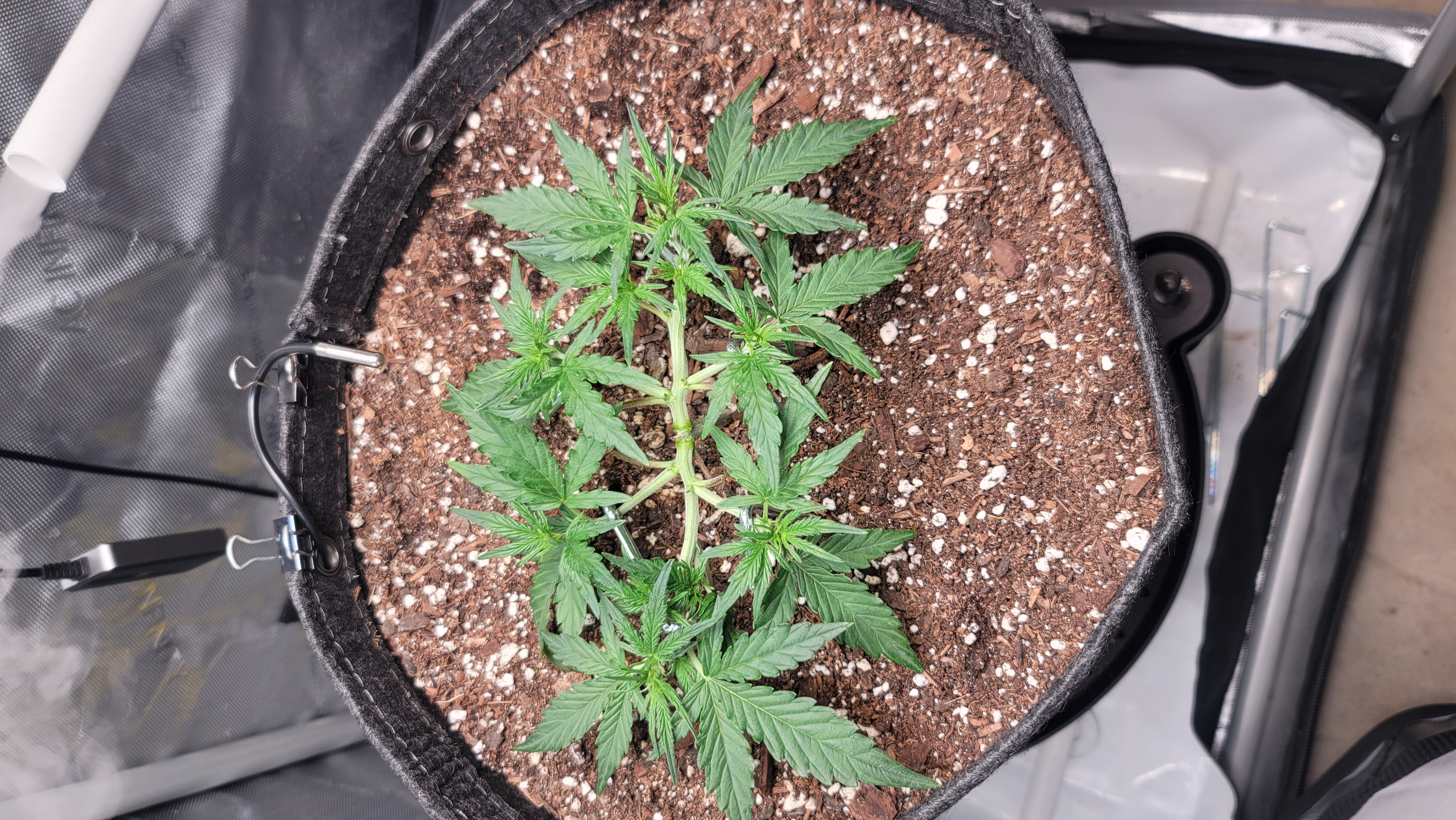 Number Two.  Lola — vegetative, day 44