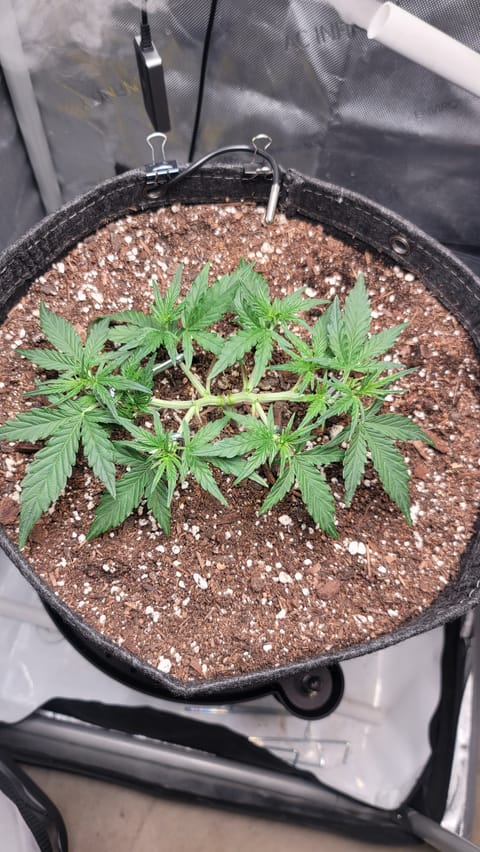 Number Two. Lola — vegetative, day 44
