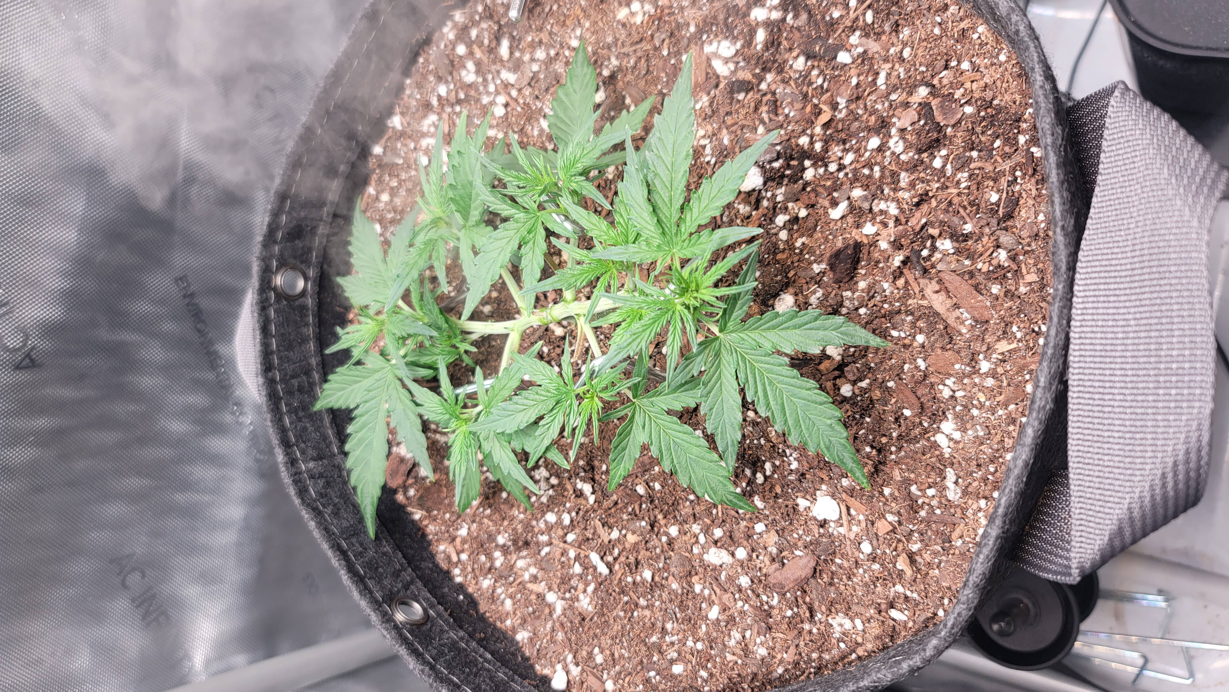 Number Two.  Lola — vegetative, day 44