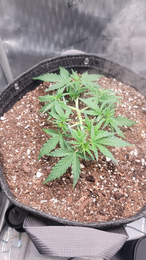 Number Two. Lola — vegetative, day 44