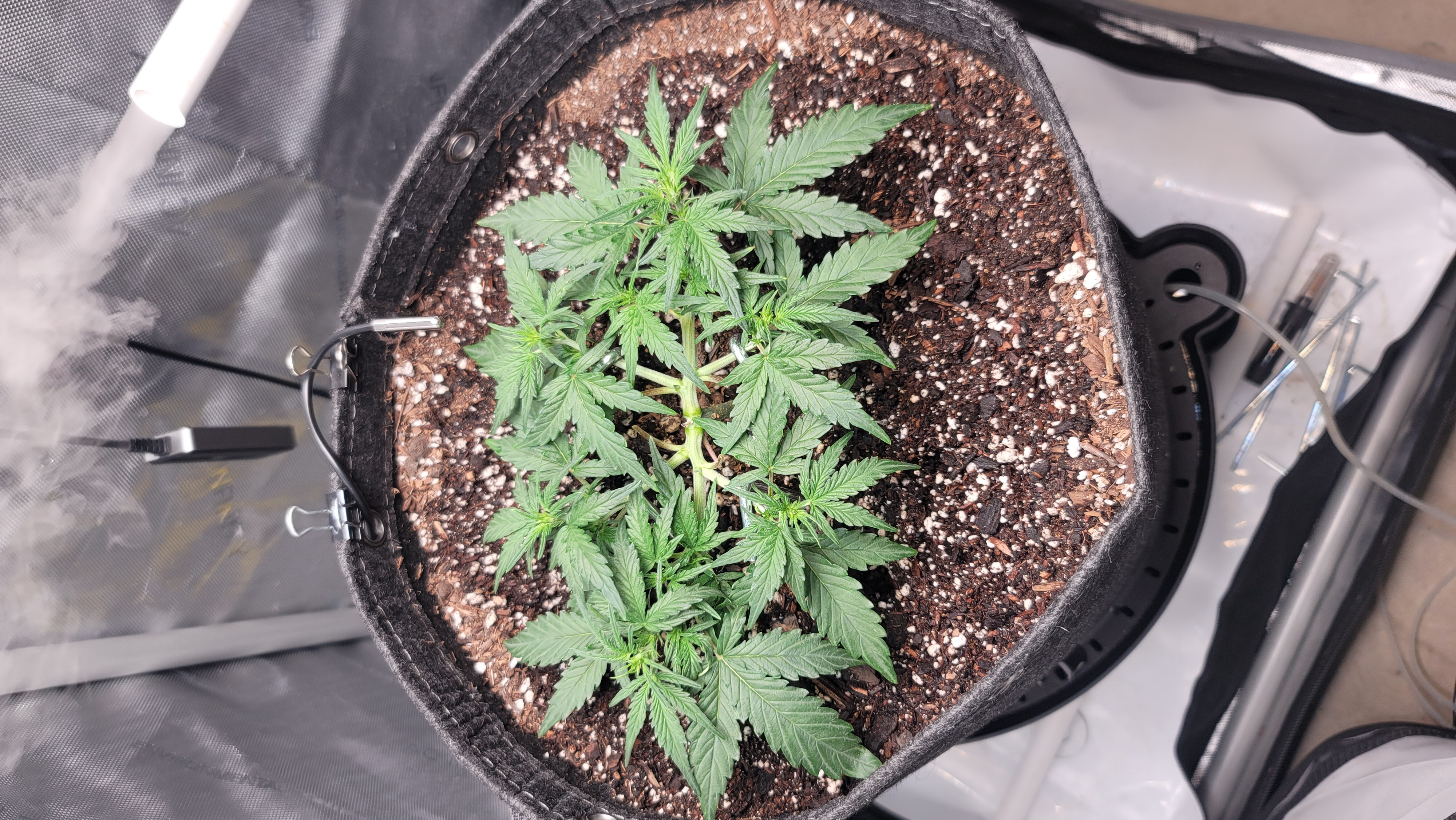 Number Two.  Lola — vegetative, day 45