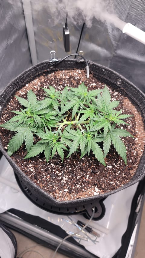 Number Two. Lola — vegetative, day 45