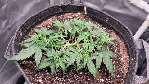 Number Two. Lola — vegetative, day 45
