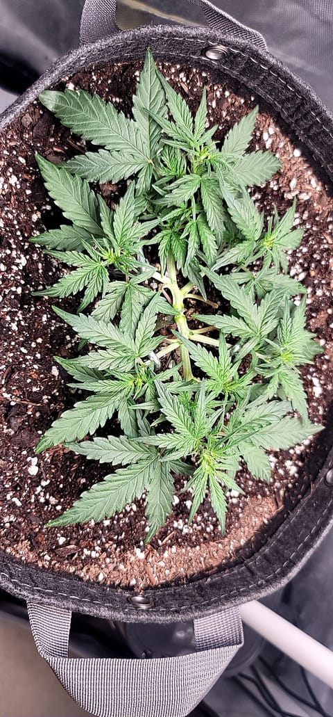 Number Two. Lola — vegetative, day 45