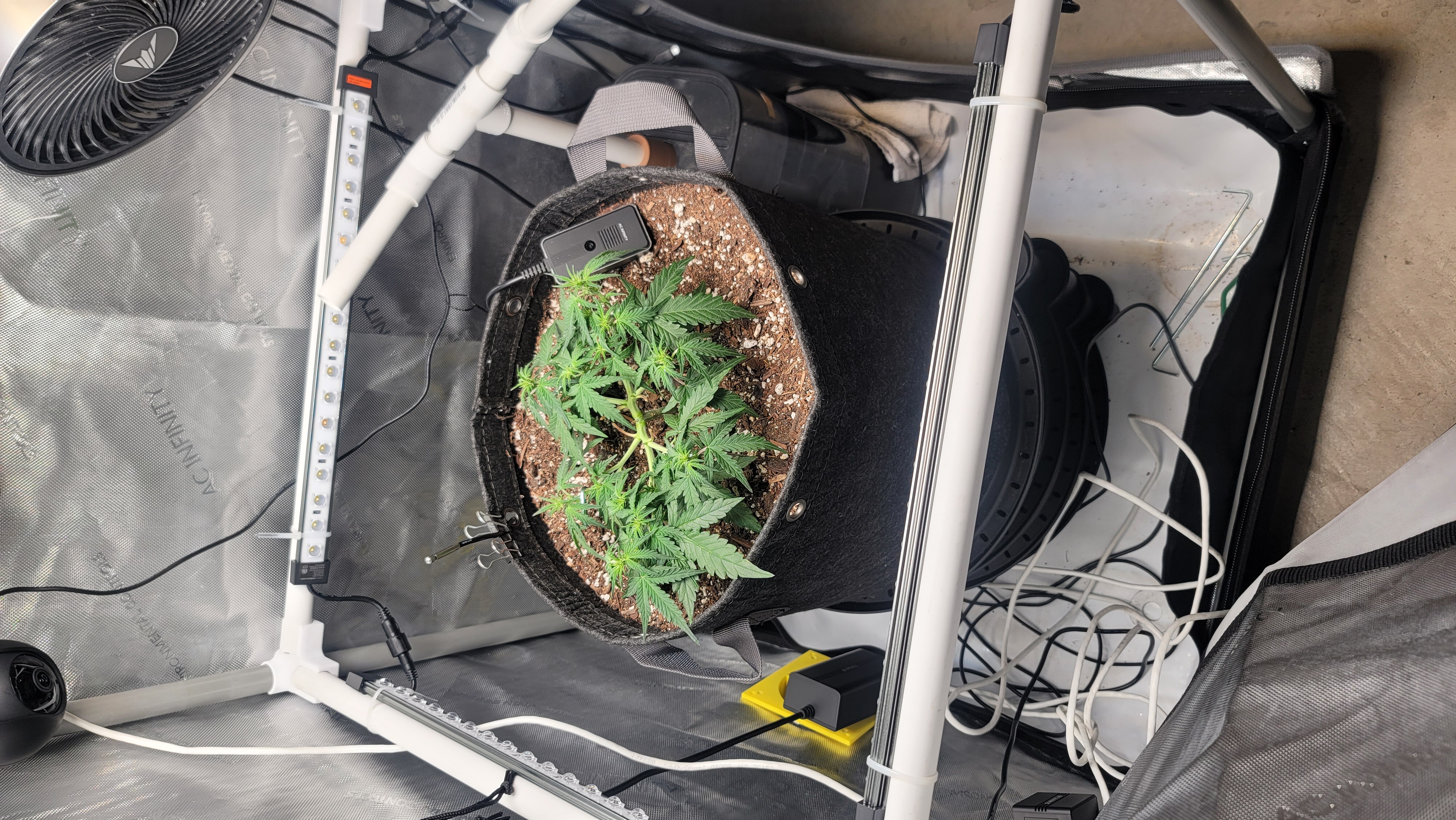 Number Two.  Lola — flower, day 48