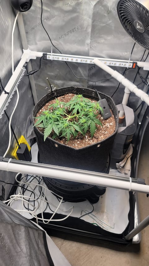 Number Two. Lola — flower, day 48