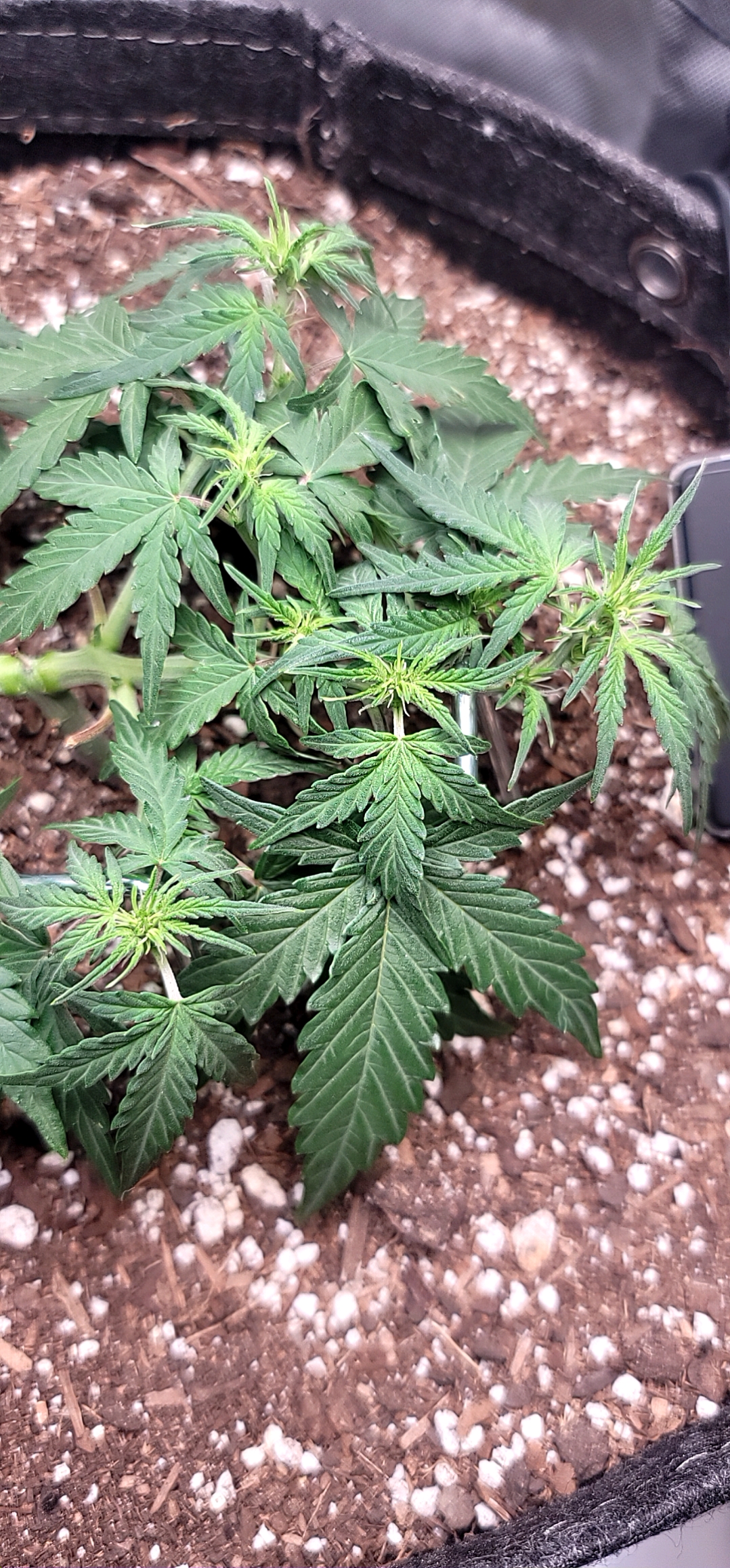 Number Two.  Lola — flower, day 48